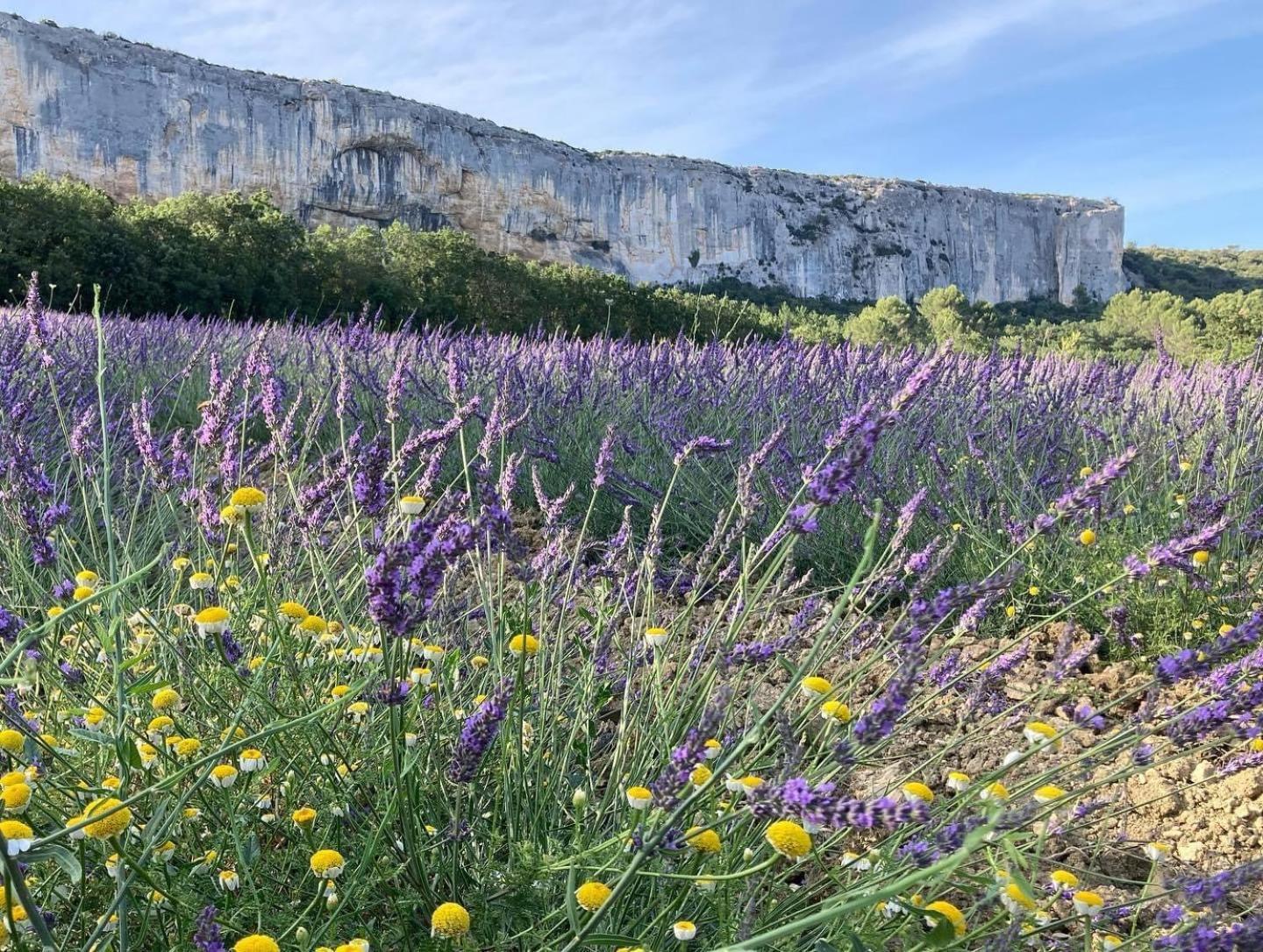 Gite La Madeleine Du Luberon. Lioux Eksteriør bilde